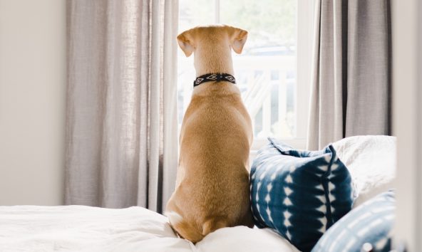 Maid-Bright-Professional-House-Cleaning-Service-One-Time-Cleaning-Dog-On-Bed-1